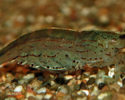 Caridina Multidentata  M/L