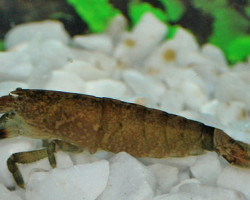 Atya Scabra L