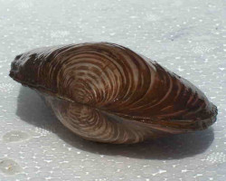 Anodonta Cygnea L