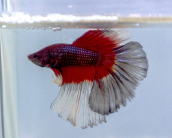 Betta Sp. Half Moon Butterfly Maschio Xl