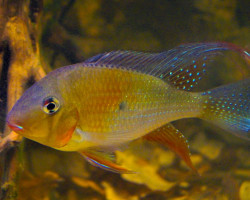Acarichthys Heckelii S