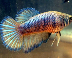 Betta Sp. Super Delta Femmina L