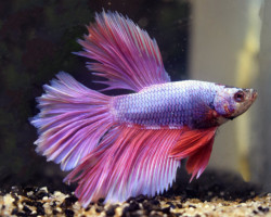 Betta Sp. Halfmoon Lavender Maschio Xl