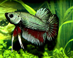 Betta Sp. Plakat Dragon Maschio L