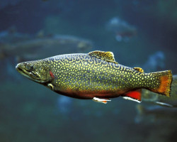 Salvelinus Fontinalis 4/7