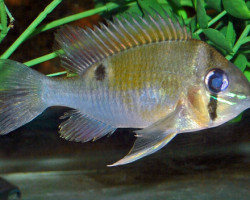 Biotodoma Cupido M