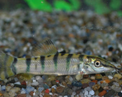Syncrossus Berdmorei M