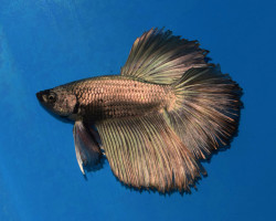 Betta Sp.Halfmoon Copper Man Xl