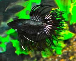 Betta Splendens Crowntail Black Maschio Xl