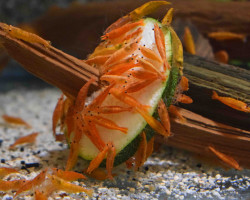 Neocaridina Davidi Orange L