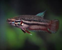 Betta Sp. Plakat  M