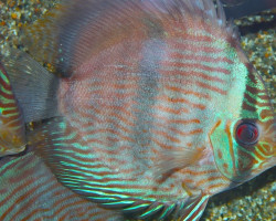 S. Discus Rio Javari L