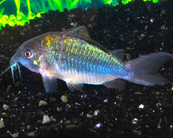 Corydoras Splendens L