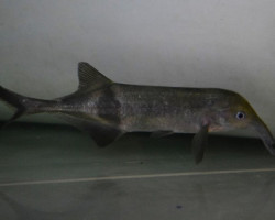 Campylomormyrus Rhynchophorus Xl