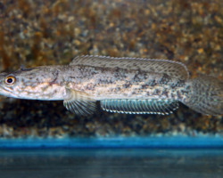 Channa Quinquefasciata M