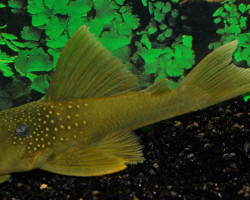 L200 Hemiancistrus Subviridis S/M