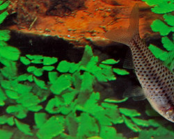 Chilodus Punctatus S
