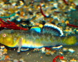 Chlamydogobius Eremius L