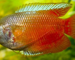 Trichogaster Lalius Red (Maschi E Femmine) M/L