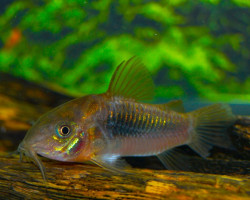 Corydoras Aeneus M