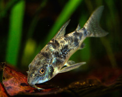 Corydoras Paleatus M