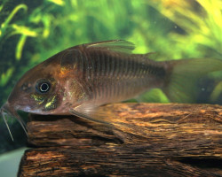 Corydoras Rabauti M
