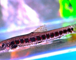 Erromyzon Kalotaenia L