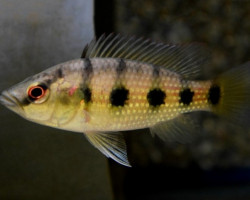 Hemichromis Elongatus M