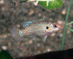 Hemichromis Lifalili ''Neon Blue'' L