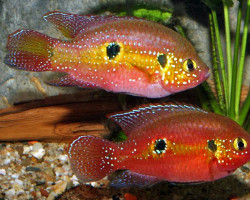 Rubricatochromis Bimaculatus S