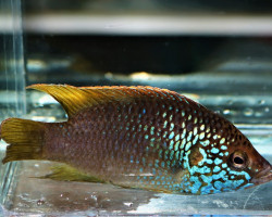 Rubricatochromis Sp. Guinea 1 M