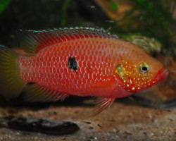 Rubricatochromis Gabon L
