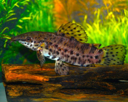 Hoplosternum Thoracatum S/M