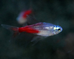 Paracheirodon Innesi Diamond Long Fin S