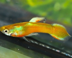 Guppy Blue Topaz Albino Maschio M