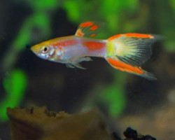 Guppy  Wingei Yellow Laser Tail (Maschi E Femmine) M