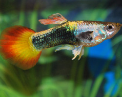 Guppy Neon Sunset M