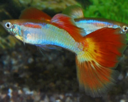 Guppy Sunset Maschio M