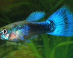Guppy Tuxedo Blue Maschio S/M