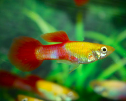 Guppy Goldhead Red  S/M