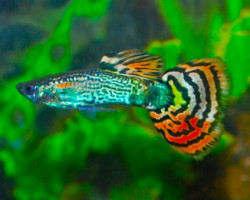 Guppy Snakeskin Mozaik Maschio M