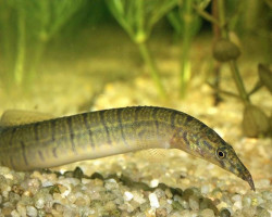 Mastacembelus Zebrinus M