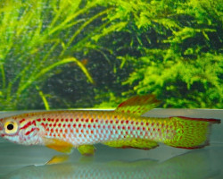 Aphyosemion Gabunense L