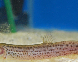 Misgurnus Anguillicaudatus M/L