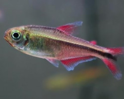 Moenkhausia Aurora M