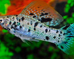 Mollie/Poecilia Velifera Dalmatian S