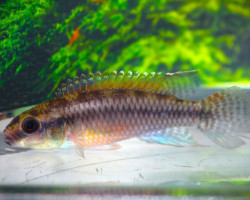 Congochromis Dimidiatus Mambili S/M