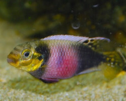 Pelvicachromis Subocellatus Matadi S