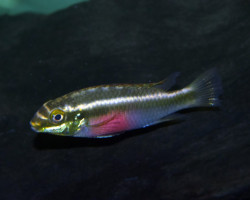 Pelvicachromis Sacrimontis M