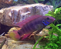 Wallaceochromis Humilis Boffa L